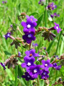 Gemeine Ochsenzunge (Anchusa officinalis) am Stadtrand von Hockenheim