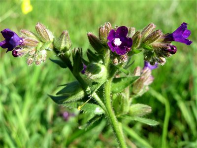 Gemeine Ochsenzunge (Anchusa officinalis) bei Hockenheim