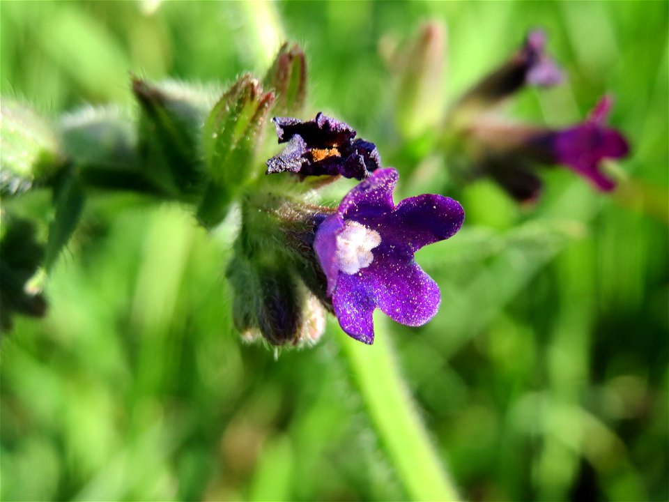 Gemeine Ochsenzunge (Anchusa officinalis) bei Hockenheim