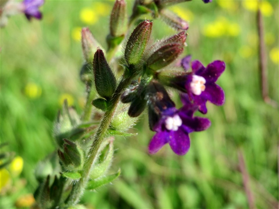 Gemeine Ochsenzunge (Anchusa officinalis) bei Hockenheim