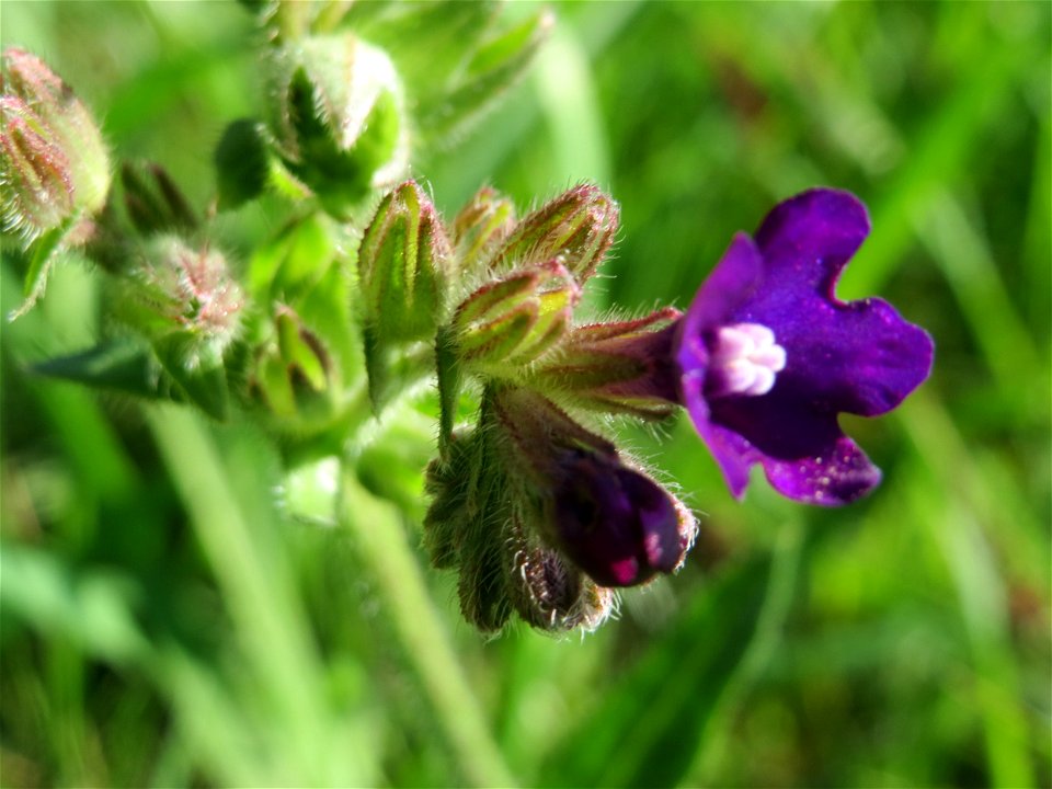 Gemeine Ochsenzunge (Anchusa officinalis) bei Hockenheim
