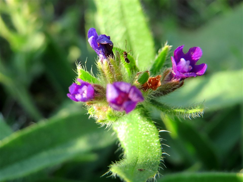 Gemeine Ochsenzunge (Anchusa officinalis) an den Oftersheimer Dünen