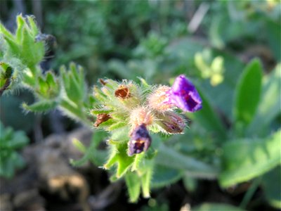 Gemeine Ochsenzunge (Anchusa officinalis) an den Oftersheimer Dünen