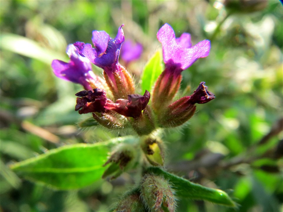 Gemeine Ochsenzunge (Anchusa officinalis) an den Oftersheimer Dünen