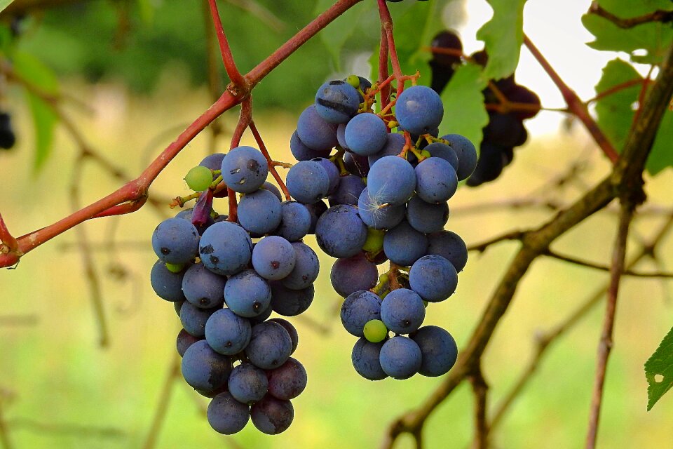 Fruit grapes the bunches