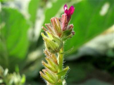 Gemeine Ochsenzunge (Anchusa officinalis) an den Oftersheimer Dünen