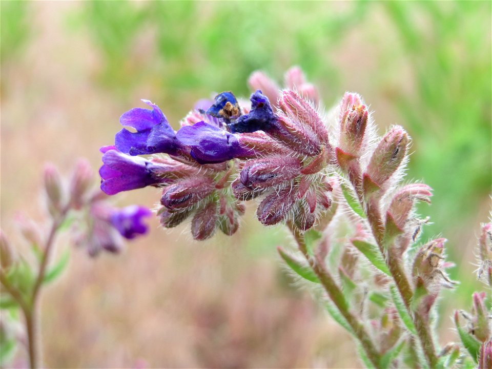 Gemeine Ochsenzunge (Anchusa officinalis) an der Friedenshöhe (Naturschutzgebiet „Oftersheimer Dünen“)