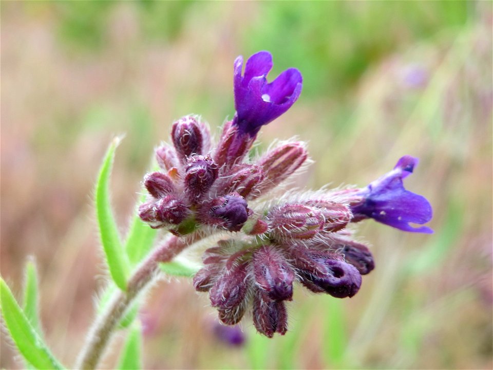 Gemeine Ochsenzunge (Anchusa officinalis) an der Friedenshöhe (Naturschutzgebiet „Oftersheimer Dünen“)