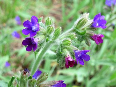 Gemeine Ochsenzunge (Anchusa officinalis) bei Hockenheim
