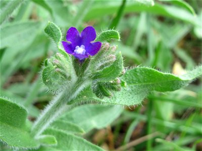 Gemeine Ochsenzunge (Anchusa officinalis) bei Hockenheim