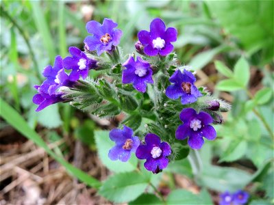 Gemeine Ochsenzunge (Anchusa officinalis) bei Hockenheim