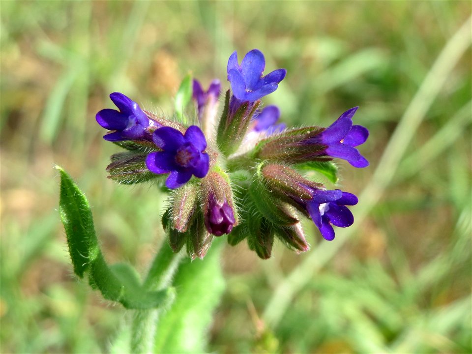 Gemeine Ochsenzunge (Anchusa officinalis) bei Hockenheim