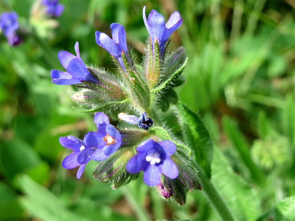 Gemeine Ochsenzunge (Anchusa officinalis) bei Hockenheim