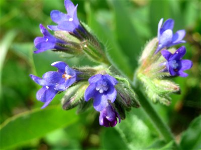 Gemeine Ochsenzunge (Anchusa officinalis) bei Hockenheim