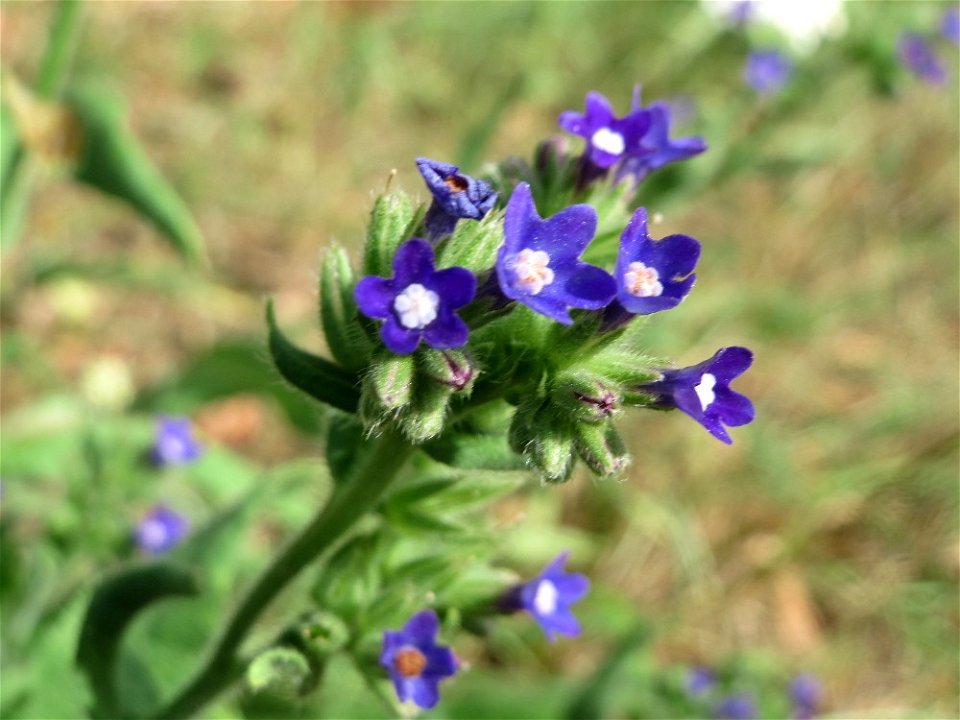 Gemeine Ochsenzunge (Anchusa officinalis) bei Hockenheim