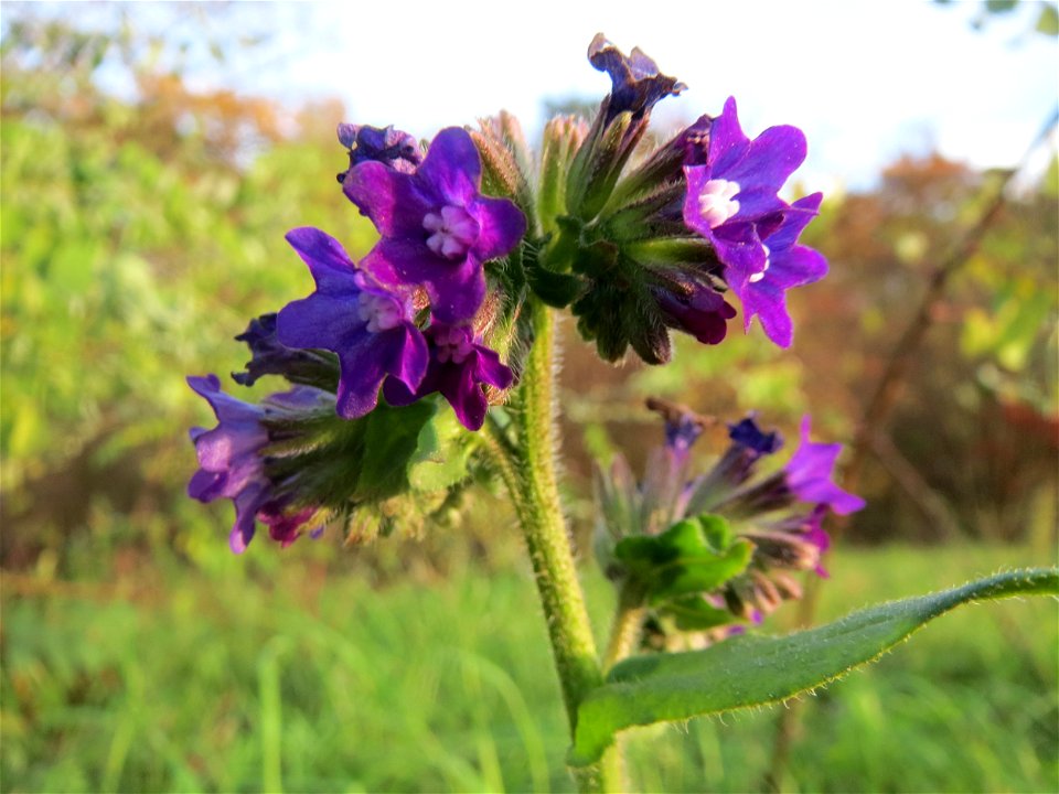 Gemeine Ochsenzunge (Anchusa officinalis) in Hockenheim