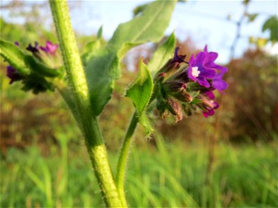 Gemeine Ochsenzunge (Anchusa officinalis) in Hockenheim