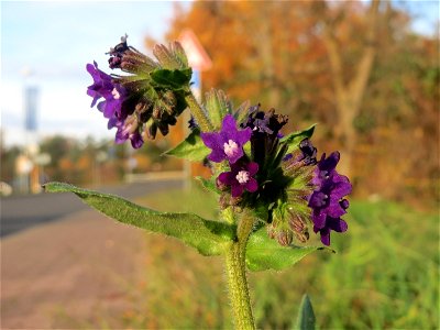 Gemeine Ochsenzunge (Anchusa officinalis) in Hockenheim
