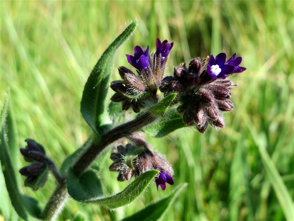 Gemeine Ochsenzunge (Anchusa officinalis) am Stadtrand von Hockenheim