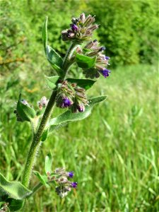 Gemeine Ochsenzunge (Anchusa officinalis) am Stadtrand von Hockenheim
