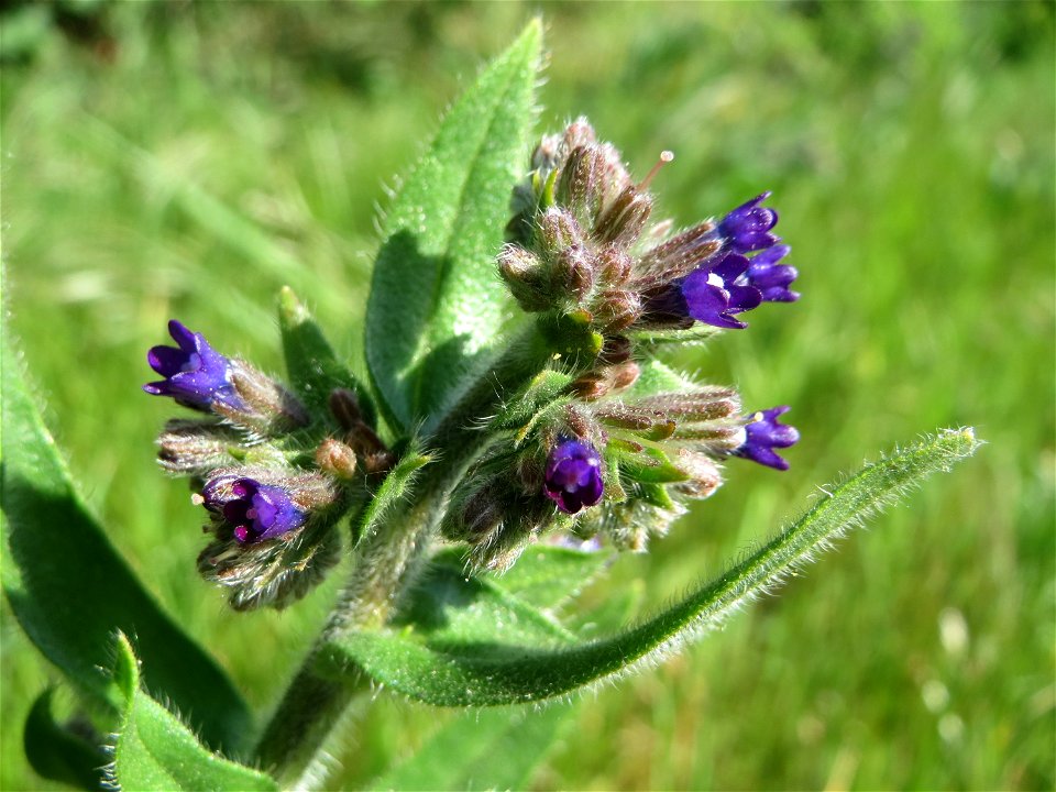 Gemeine Ochsenzunge (Anchusa officinalis) am Stadtrand von Hockenheim