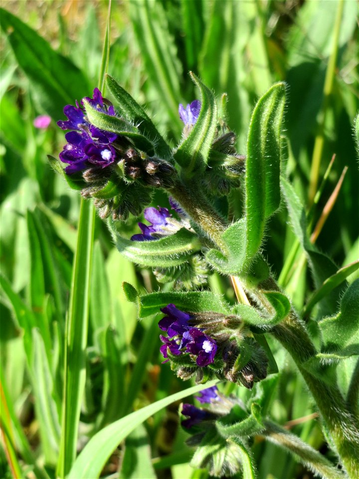 Gemeine Ochsenzunge (Anchusa officinalis) am Stadtrand von Hockenheim