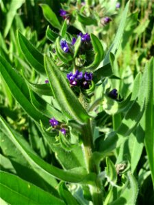Gemeine Ochsenzunge (Anchusa officinalis) am Stadtrand von Hockenheim