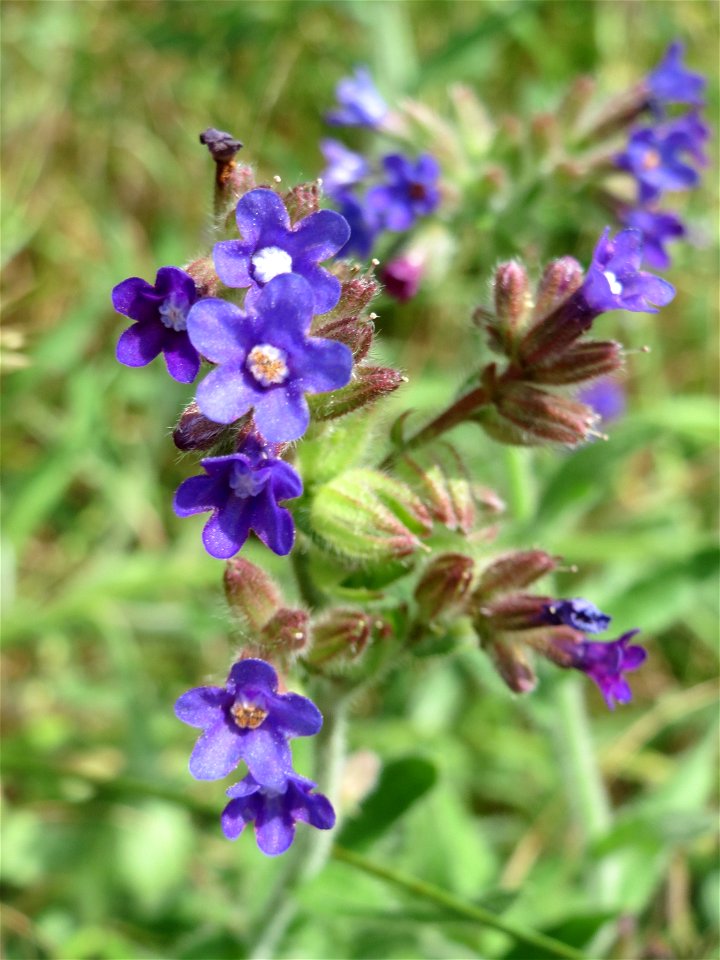 Gemeine Ochsenzunge (Anchusa officinalis) am Stadtrand von Hockenheim