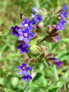 Gemeine Ochsenzunge (Anchusa officinalis) am Stadtrand von Hockenheim