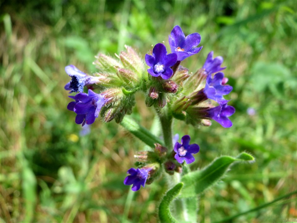 Gemeine Ochsenzunge (Anchusa officinalis) am Stadtrand von Hockenheim