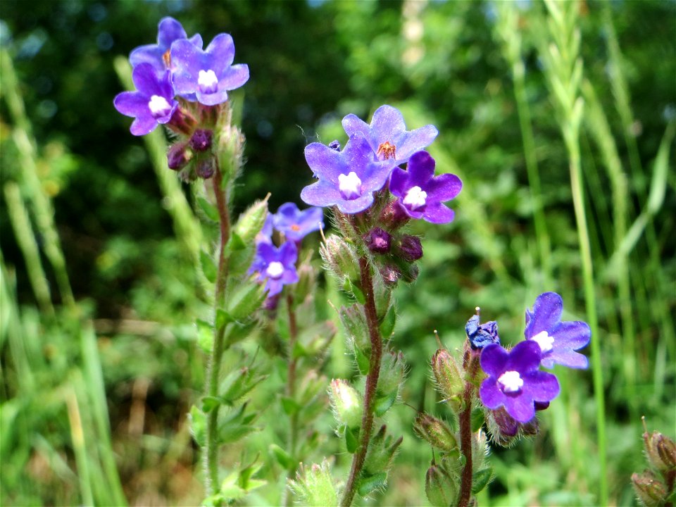 Gemeine Ochsenzunge (Anchusa officinalis) am Stadtrand von Hockenheim