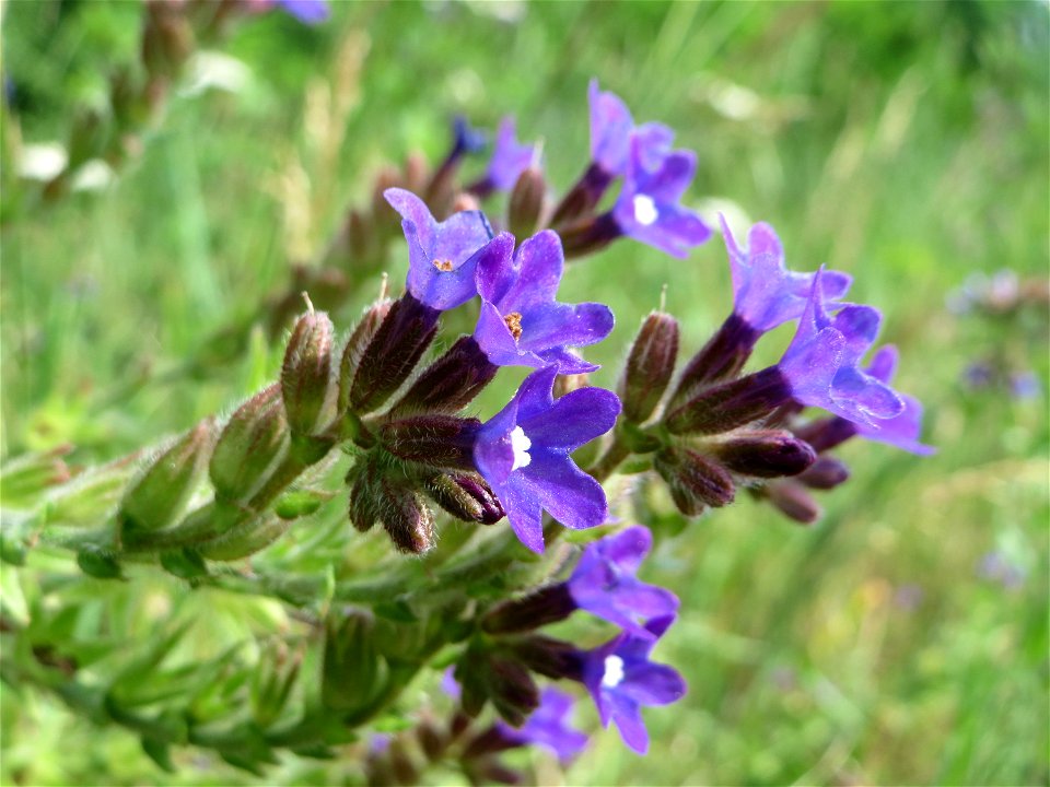 Gemeine Ochsenzunge (Anchusa officinalis) am Stadtrand von Hockenheim