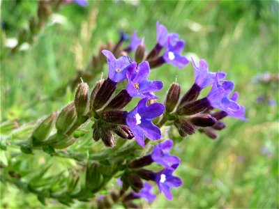 Gemeine Ochsenzunge (Anchusa officinalis) am Stadtrand von Hockenheim