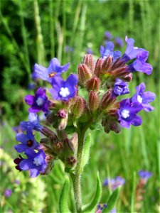 Gemeine Ochsenzunge (Anchusa officinalis) am Stadtrand von Hockenheim