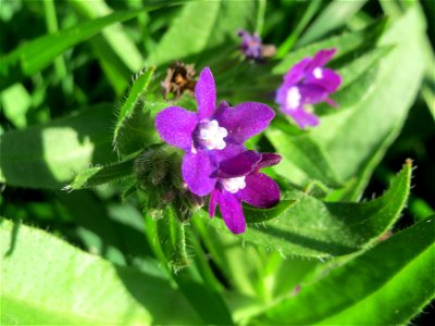 Gemeine Ochsenzunge (Anchusa officinalis) in Hockenheim - hier seltener als Anchusa arvensis