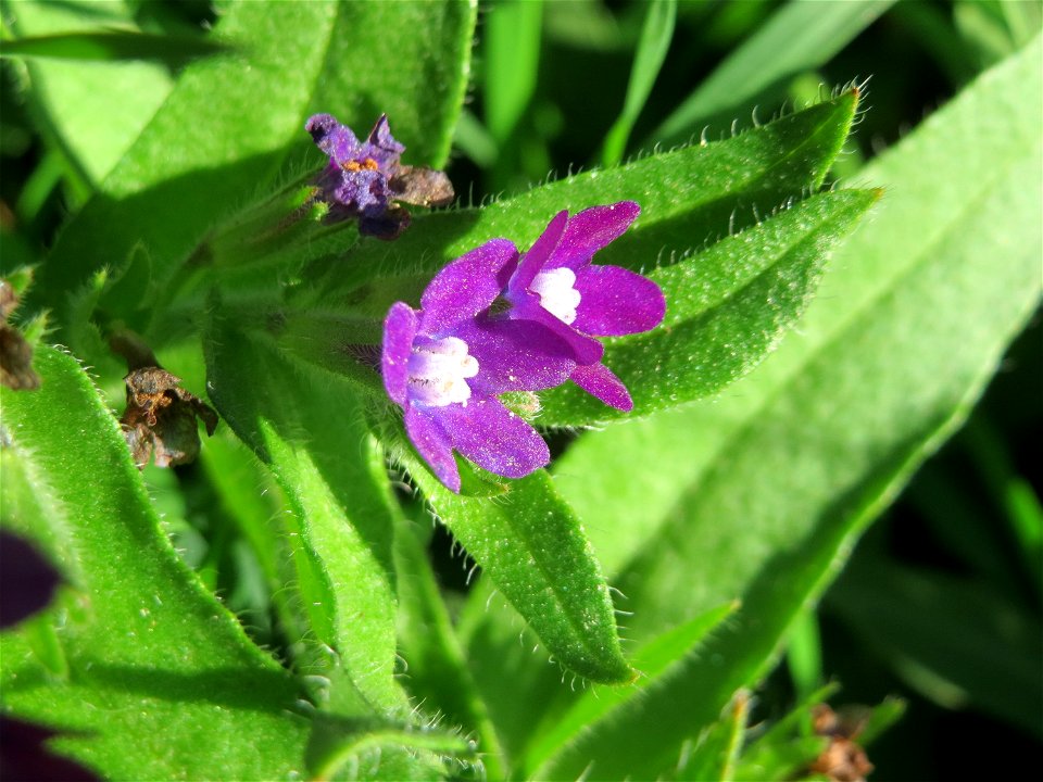 Gemeine Ochsenzunge (Anchusa officinalis) in Hockenheim - hier weitaus seltener als Anchusa arvensis