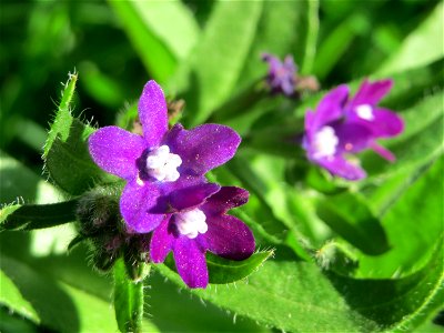 Gemeine Ochsenzunge (Anchusa officinalis) in Hockenheim - hier weitaus seltener als Anchusa arvensis