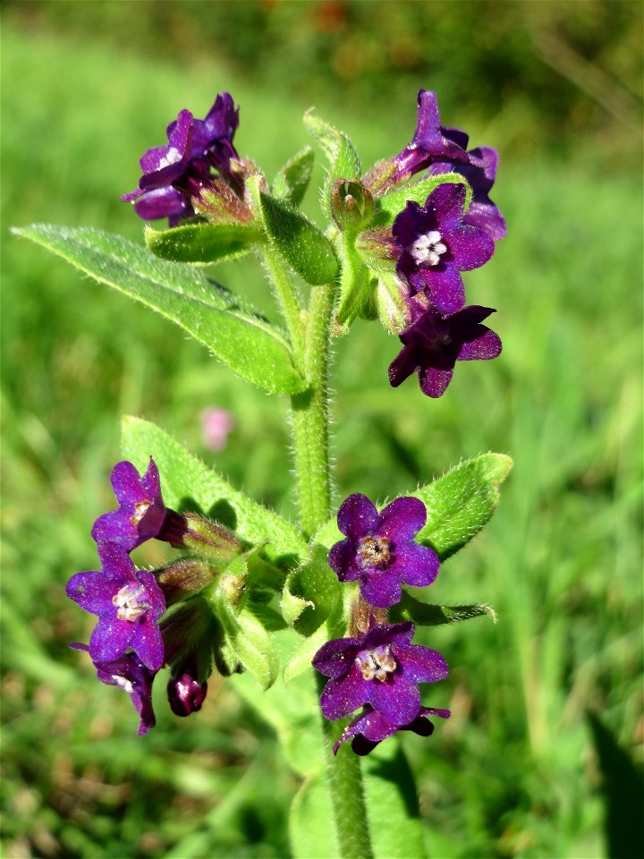 Gemeine Ochsenzunge (Anchusa officinalis) in Hockenheim - hier weitaus seltener als Anchusa arvensis