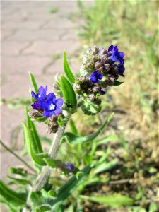 Gemeine Ochsenzunge (Anchusa officinalis) am Nordring in Hockenheim
