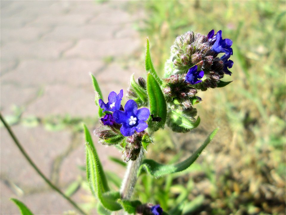 Gemeine Ochsenzunge (Anchusa officinalis) am Nordring in Hockenheim