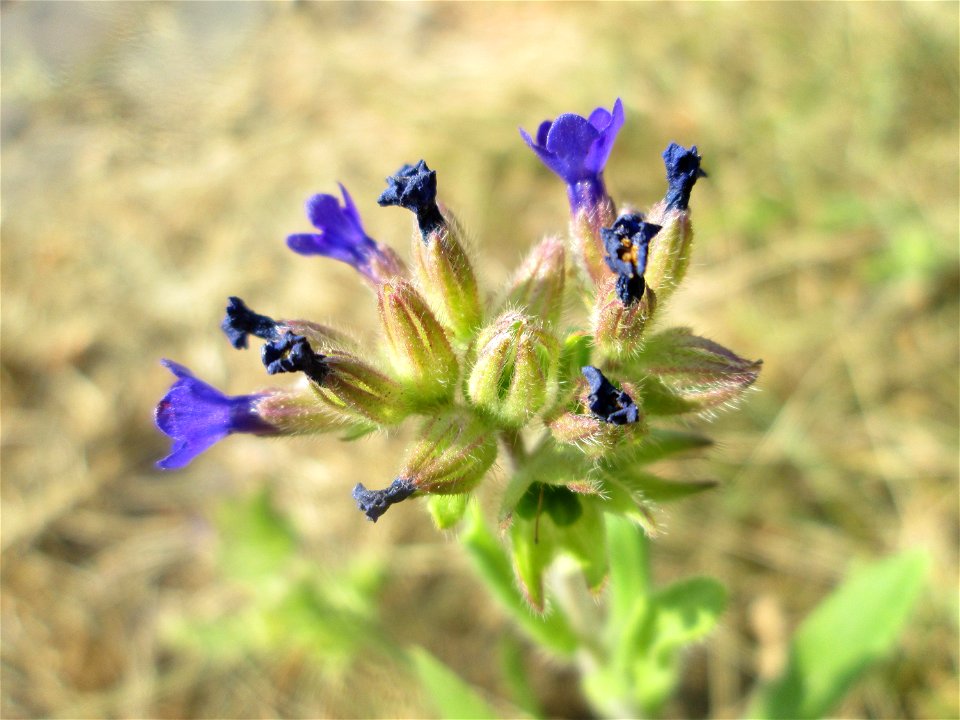 Gemeine Ochsenzunge (Anchusa officinalis) am Nordring in Hockenheim