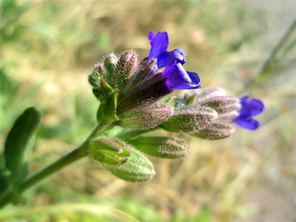 Gemeine Ochsenzunge (Anchusa officinalis) am Nordring in Hockenheim