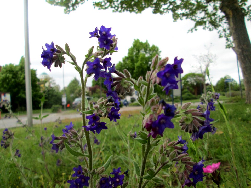 Gemeine Ochsenzunge (Anchusa officinalis) auf einem Blühstreifen in Hockenheim