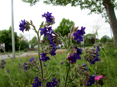 Gemeine Ochsenzunge (Anchusa officinalis) auf einem Blühstreifen in Hockenheim