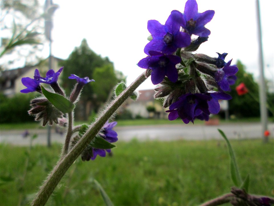 Gemeine Ochsenzunge (Anchusa officinalis) auf einem Blühstreifen in Hockenheim