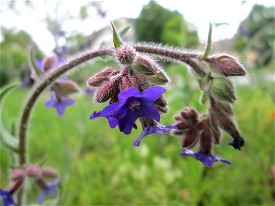 Gemeine Ochsenzunge (Anchusa officinalis) auf einem Blühstreifen in Hockenheim