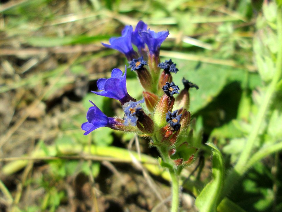 Gemeine Ochsenzunge (Anchusa officinalis) am Stadtrand von Hockenheim
