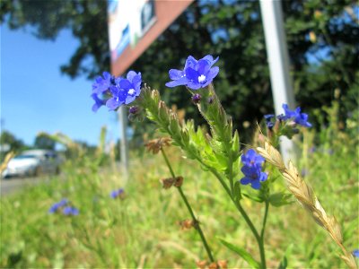 Gemeine Ochsenzunge (Anchusa officinalis) am Stadtrand von Hockenheim