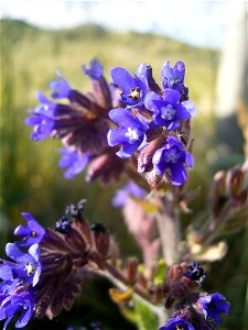 This photo shows the flowers of anchusa officinalis