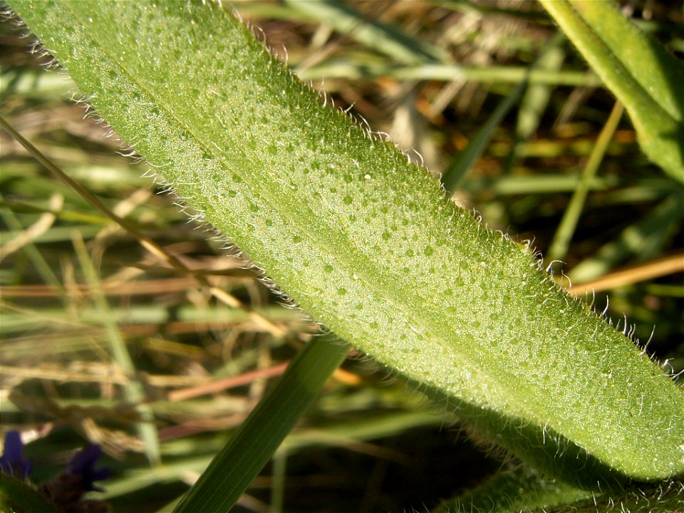This photo shows a leaf of anchusa officinalis